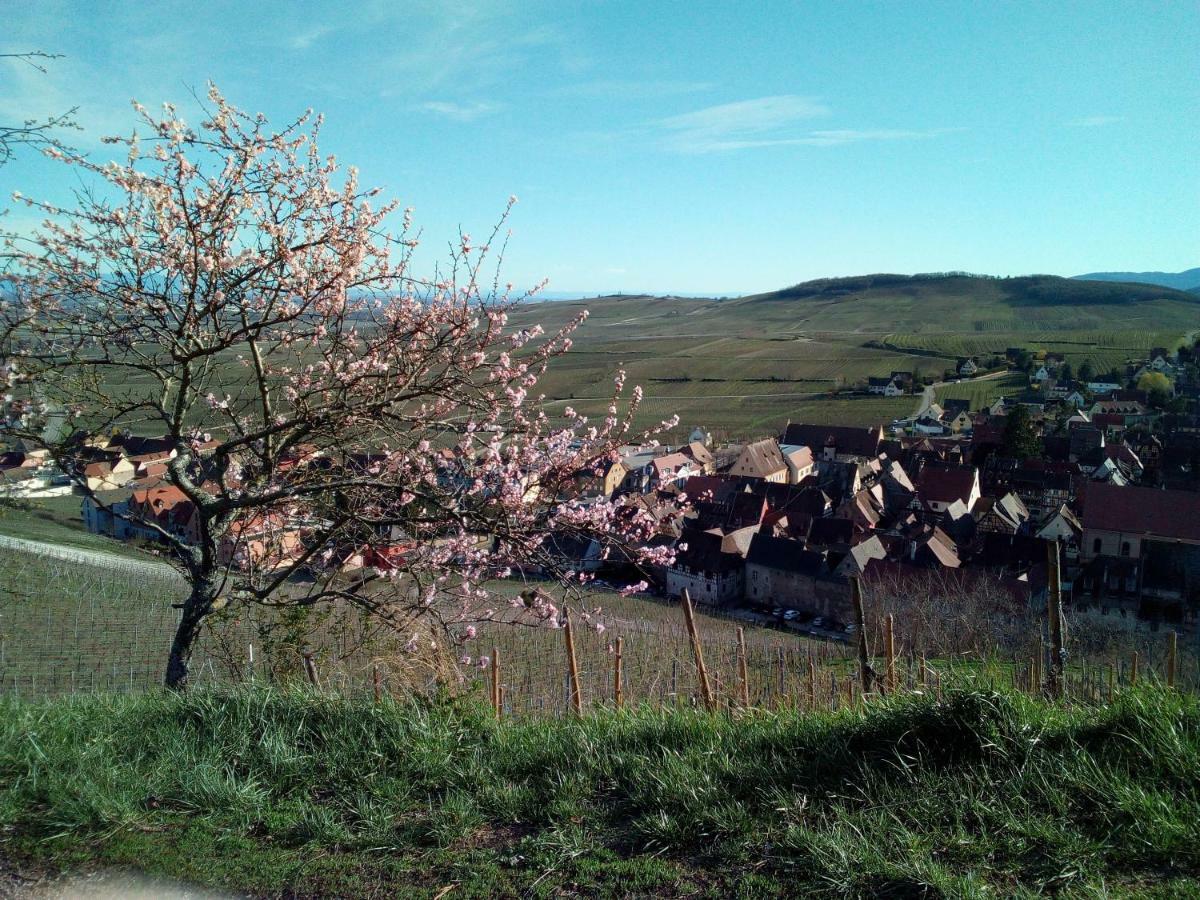 Le Gite De Coco Riquewihr Exterior foto